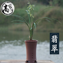兰花苗寒兰翡翠室内客厅办公室盆栽花卉绿植 寒兰翡翠5苗