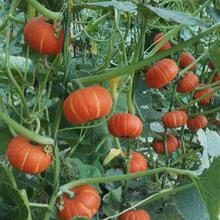 梦里丹红蜜贝贝南瓜种子板栗南瓜种南瓜种子日本甜蜜南瓜早熟小南瓜种春秋播软糯香甜高产农家蔬菜种子孑四季 原装2袋