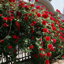 多花爬藤本月季蔷薇花种子四季种易活开花不断玫瑰花种子盆栽植物 200粒 26种蔷薇混色种