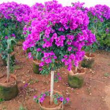 三角梅盆栽花苗浓香花卉植物阳台庭院爬藤蔷薇叶子花四季开花不断爬藤巴西三角梅多花耐寒耐旱 索菲亚三角梅 中苗(当年开花) 不含盆