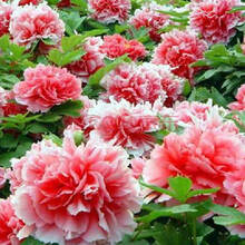 牡丹花种籽子 牡丹种子 牡丹花种子 牡丹花子种 洛阳 四季开花 牡丹花种子一斤(混色)