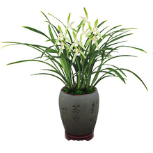 建兰金丝马尾  四季兰好养浓香盆栽花卉 3苗连体 不含盆