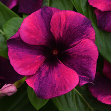 【虹越】春夏播种 花卉种子 醉蝶花长春花向日葵太阳花 萌吖吖系列盆栽切花种子 长春花 刺青车厘子