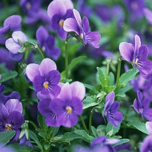 一播大地 春播花种子 花卉种子 紫罗兰种子混色 阳台庭院花种子 紫色的美 紫罗兰200粒