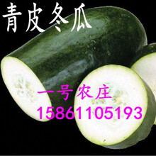 广东青皮冬瓜种子 青皮大冬瓜种子 老品种可留种蔬菜种子 青皮冬瓜厂家原装