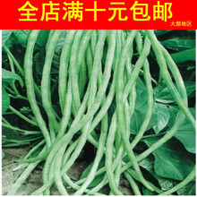 TLLZ美国无架豆蔬菜种子无架豇豆原包装约20克家庭种植阳台盆栽