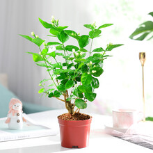 【雅之典】重瓣茉莉花盆栽室内观花植物四季好养带花苞开花不断绿植 茉莉花3年苗【原盆】 好养活