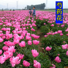 花萌萌 夏季耐寒花种子芍药花 室外四季种易活花卉公园花园多年生室内花草植物 大花芍药种根 5个