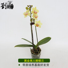 刘阁兰花 蝴蝶兰大花苗 血玫瑰 现带花出售好养花卉盆栽客厅室内办公桌绿观花植物 黄金美人，不带花壮苗