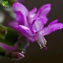 建杰园艺 蟹爪兰大苗带根发货盆栽蟹爪兰花苗 蟹爪兰盆景蟹爪花兰当年开花 芙蓉