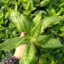 寿禾 紫背天葵苗夏季紫背菜耐热蔬菜苗寿光明月草秧苗苗子 （白背菜）明月草苗 3棵