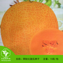 禾花楹 水果种子 网纹红甜瓜种子 网纹瓜种籽 香瓜种子 中熟香瓜种孑肉厚香味浓 可庭院种植15粒/包