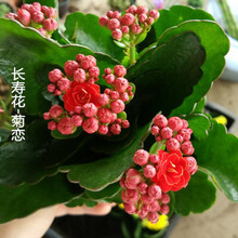 长寿花苗重瓣花卉盆栽四季观花植物 四季开花长寿花盆栽带花苞发货 橘红色菊恋带花苞 不含盆
