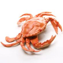 仿真海底生物塑胶大闸蟹 螃蟹模型玩具软胶龙虾 鳄鱼公仔道具波士顿澳洲大龙虾模型摆件 螃蟹20*17cm