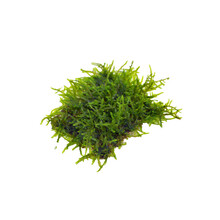 趣乐多 松茸 火焰 大三角 水晶 怪厥 珊瑚 美凤 圣诞 莫斯 莫丝水草真水草造景水草 大三角莫斯 网片约7×7CM