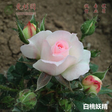 微型月季 欧月小苗多季阳台系列丰花品种花卉花苗多色可选 白桃妖精(带钵) 小中苗20-30cm带土球
