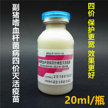 坤昱兽药 华宏生物 副猪嗜血杆菌病四价灭活疫苗  四价副猪疫苗 20ml/瓶