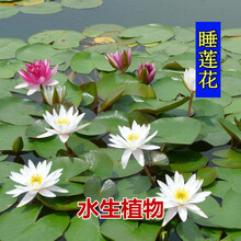 睡莲根茎种根根块池塘大缸养殖水生植物水养花卉午莲花种子家庭盆栽观赏 混色睡莲种苗 50个
