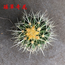 仙人球盆栽超大金虎狂刺办公室防辐射多肉植物绿植花卉客厅盆栽绿植 金虎直径8厘米 不含盆