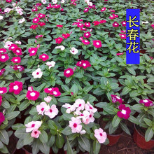 花萌萌 新品 多年生花卉宿根花种子长春花月月开 四季种草花室内盆栽户外地栽花籽 混色长春花种子 20克