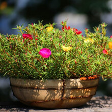一播大地 太阳花种子易种花卉种子死不了花籽重瓣单瓣混色速生工程绿化种子批发多色 单瓣太阳花种子10000粒+说明