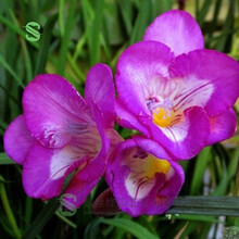 绿丝绦 进口重瓣香雪兰种球盆栽花卉阳台室内小苍兰四季播种易种易活种子 香雪兰种球（盟约） 种球