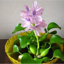 水芙蓉 水葫芦 水浮萍 睡莲 水培植物浮性活体水草植物 水葫芦