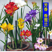 花萌萌 花草种子室外多年生宿根花卉植物香雪兰小苍兰有香味的花种子四季种易活庭院阳台盆栽 香雪兰种根混色 5个