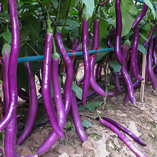 寿禾 长茄杭茄种子秧苗蔬菜紫色线茄砧木紫黑线茄绿圆秋冬季播种种籽阳台盆栽四季种苗 寿光茄子苗菜籽 杭茄一号 100粒原装
