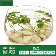 洛鲁 透明玻璃鱼缸铜钱草水培植物花盆绿萝玻璃器皿客厅圆形鱼缸桌面鱼缸 小号