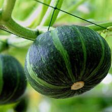 贝贝南瓜 2500g 栗香小南瓜 板栗小南瓜 3斤