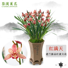 南靖刘阁兰花苗 建兰新品红素大花 红满天 夏带花苞室内室外绿植兰草花卉盆栽 2苗连体裸根