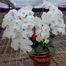 欧悟 蝴蝶兰花苗盆栽室内观花植物阳台花苗带盆栽好君子兰花盆栽 四季开花绿植花卉品种随机发货 白色蝴蝶兰+透明原盆+原土