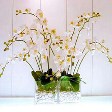 欧悟 蝴蝶兰花苗盆栽室内观花植物阳台花苗带盆栽好君子兰花盆栽 四季开花绿植花卉品种随机发货 金钱豹蝴蝶兰+透明原盆+原土