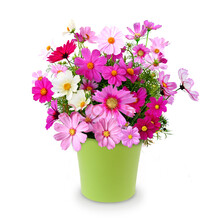 花友秀 草花种子 花卉种子 波斯菊太阳花百日草牵牛花薰衣草种子 四季播 春播 花种子室内阳台盆栽易种 波斯菊种子混色500粒