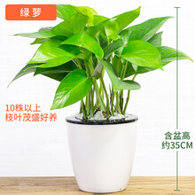 绿萝 盆栽 芦荟海棠茉莉玫瑰蟹爪兰芦荟发财树绿萝金鱼吊兰水培植物盆栽花卉吊兰室内办公室盆景绿植金钻 绿萝(店长)
