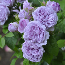 【19.8元任意3颗】蔷薇花苗爬藤月季浓香型四季爬墙庭院大花盆栽开花不断玫瑰带花苞 紫罗兰 蓝色青空3颗 不含盆