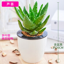 绿萝 盆栽 芦荟海棠茉莉玫瑰蟹爪兰芦荟发财树绿萝金鱼吊兰水培植物盆栽花卉吊兰室内办公室盆景绿植金钻 芦荟(容颜常驻店长强力)