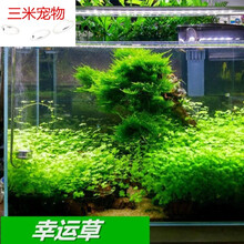 水族箱生态鱼缸造景水草种子套餐 前景草 后景草种子 速成草皮 幸运草（20克）