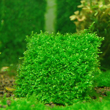 听白阁莫丝水草活体鱼缸造景套餐水族箱有茎类中后景真水草 松茸莫斯8*8网片定植
