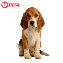巴吉度_中型犬_多多名宠官方旗舰店巴吉度【价格_图片_怎么样】- 多多名宠 