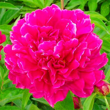 欧悟 芍药根块 带芽芍药种根重瓣芍药花当年开花芍药花苗牡丹苗盆栽绿植花卉室内植物品种随机发货 满堂红