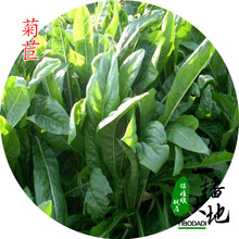 一播大地 牧草种子批发 黑麦草种子紫花苜蓿菊苣多年生高丹草玉米草产量高鸡鸭鹅猪鱼牛羊 国产菊苣一斤