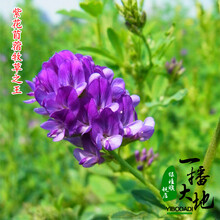 一播大地 牧草种子批发 黑麦草种子紫花苜蓿菊苣多年生高丹草玉米草产量高鸡鸭鹅猪鱼牛羊 高纯度紫花苜蓿净籽一斤