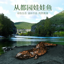 从都园娃娃鱼鲜活食用大鲵鱼鲜活娃娃鱼活体生鲜 浙江丽水产淡水鱼1-20斤可选 1斤 一条6斤
