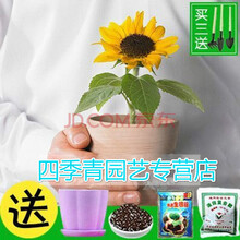 (菜友）花种子四季种易活开花不断阳台盆栽种子草莓种子花种子格桑花百日草风铃花 向日葵30粒+盆+土+肥+生根粉