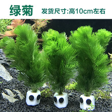 活体真水草植物水族箱装饰造景套餐绿菊蜈蚣草淡水懒人水草 (新)卡通绿菊 3个1组