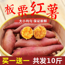 新鲜红薯沙地红薯西瓜红红薯板栗薯山芋番薯地瓜小香薯10斤
