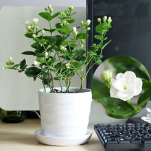 醉花春 茉莉花绿植花卉白色茉莉花带盆 盆栽茉莉花苗 茉莉花白色螺纹盆