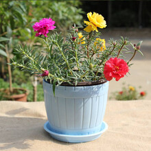 美农汇 重瓣太阳花种子松叶牡丹半枝莲花籽复瓣阳台盆栽四季易种绿植花卉种籽多年生 松叶牡丹混色15000粒